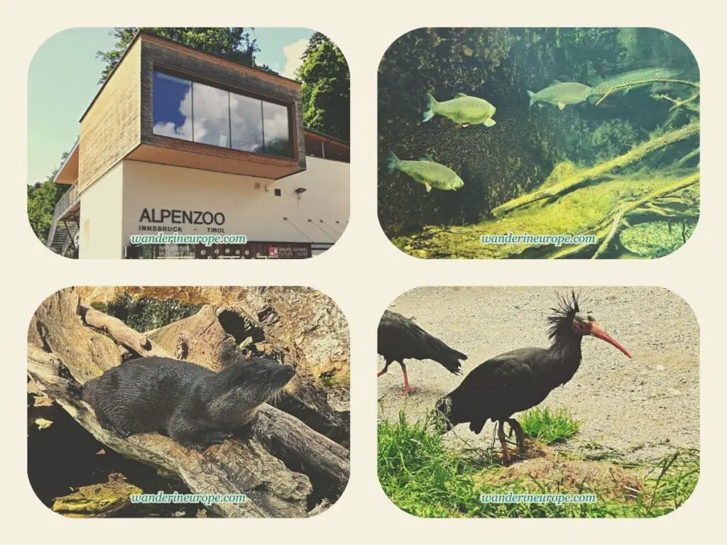 Animals you’ll see in the Alpine Zoo during your trip to Innsbruck, Austria