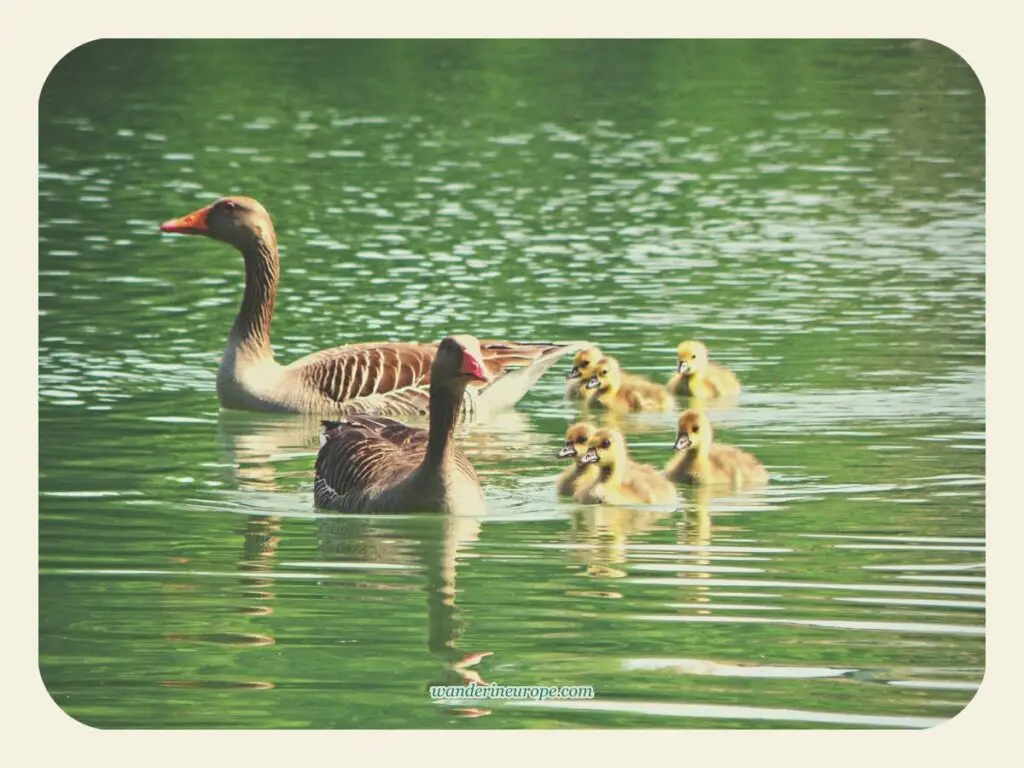 Lovely swans on Leopoldskroner Weiher lake