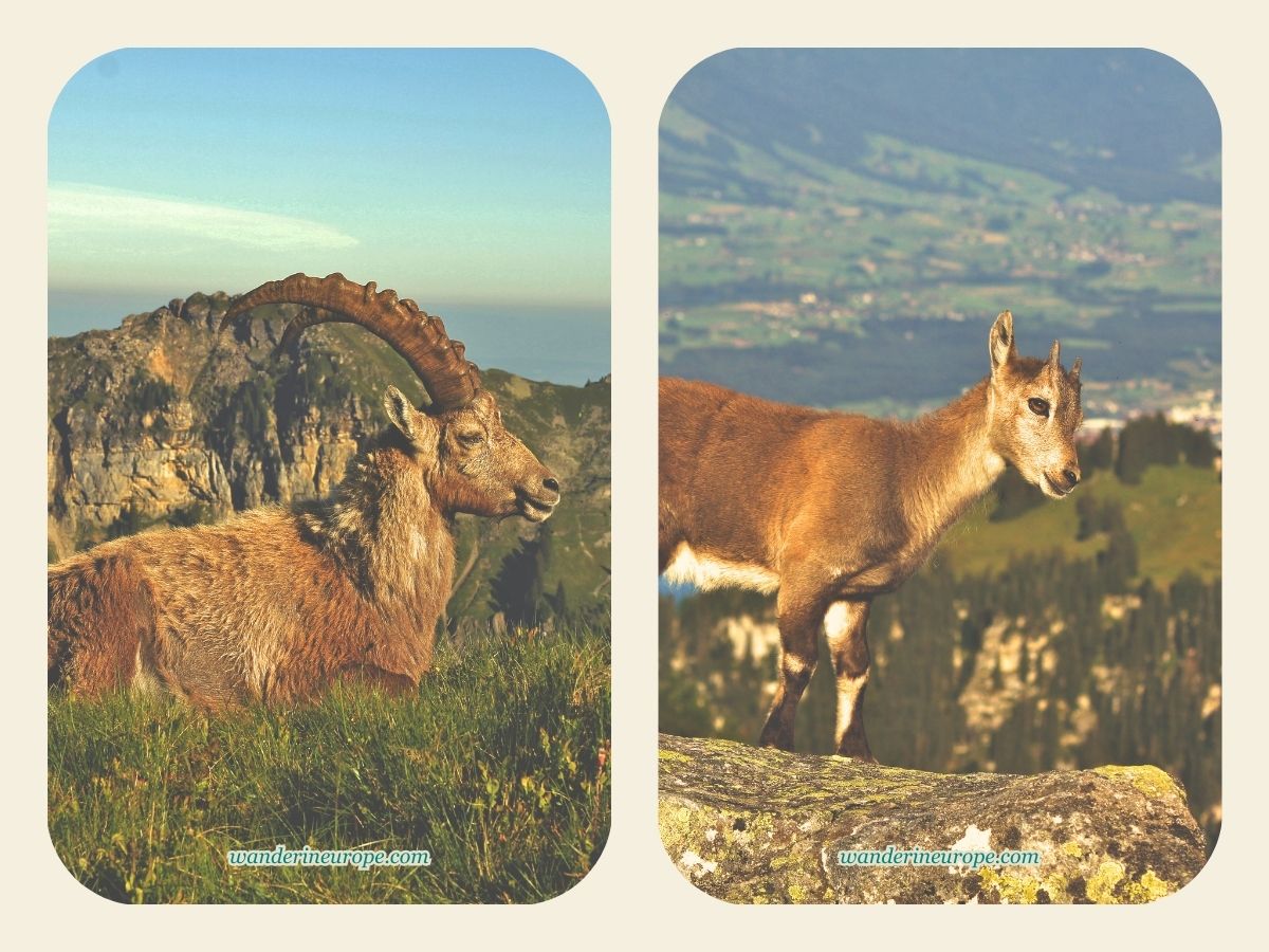 Alpine animals in Niederhorn near Lake Thun, Switzerland