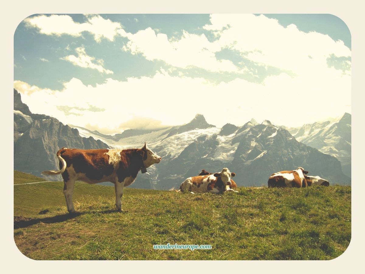 Cows of Grindelwald along the hiking trail to Bachalpsee - summary free things to do one day in Grindelwald, Jungfrau Region, Switzerland