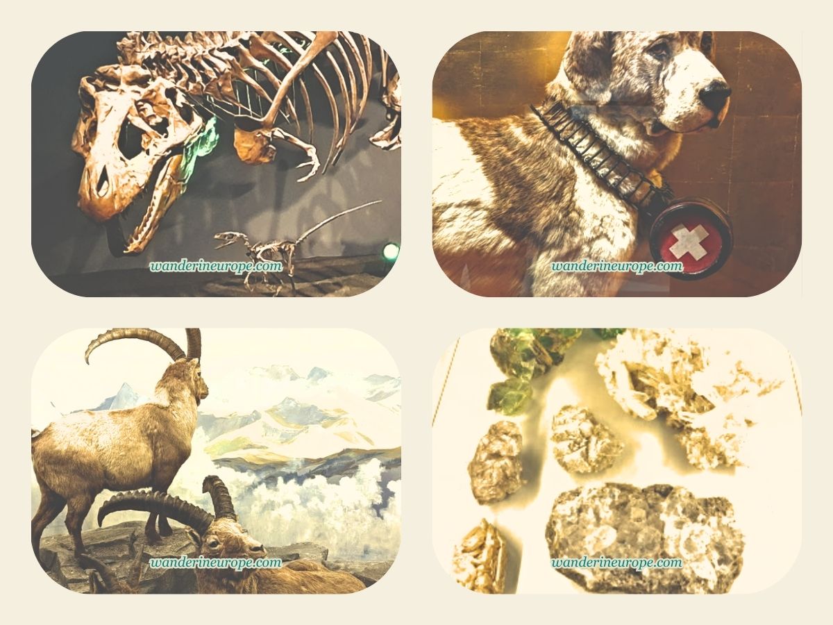 Exhibits inside Natural History Museum in Bern, Switzerland