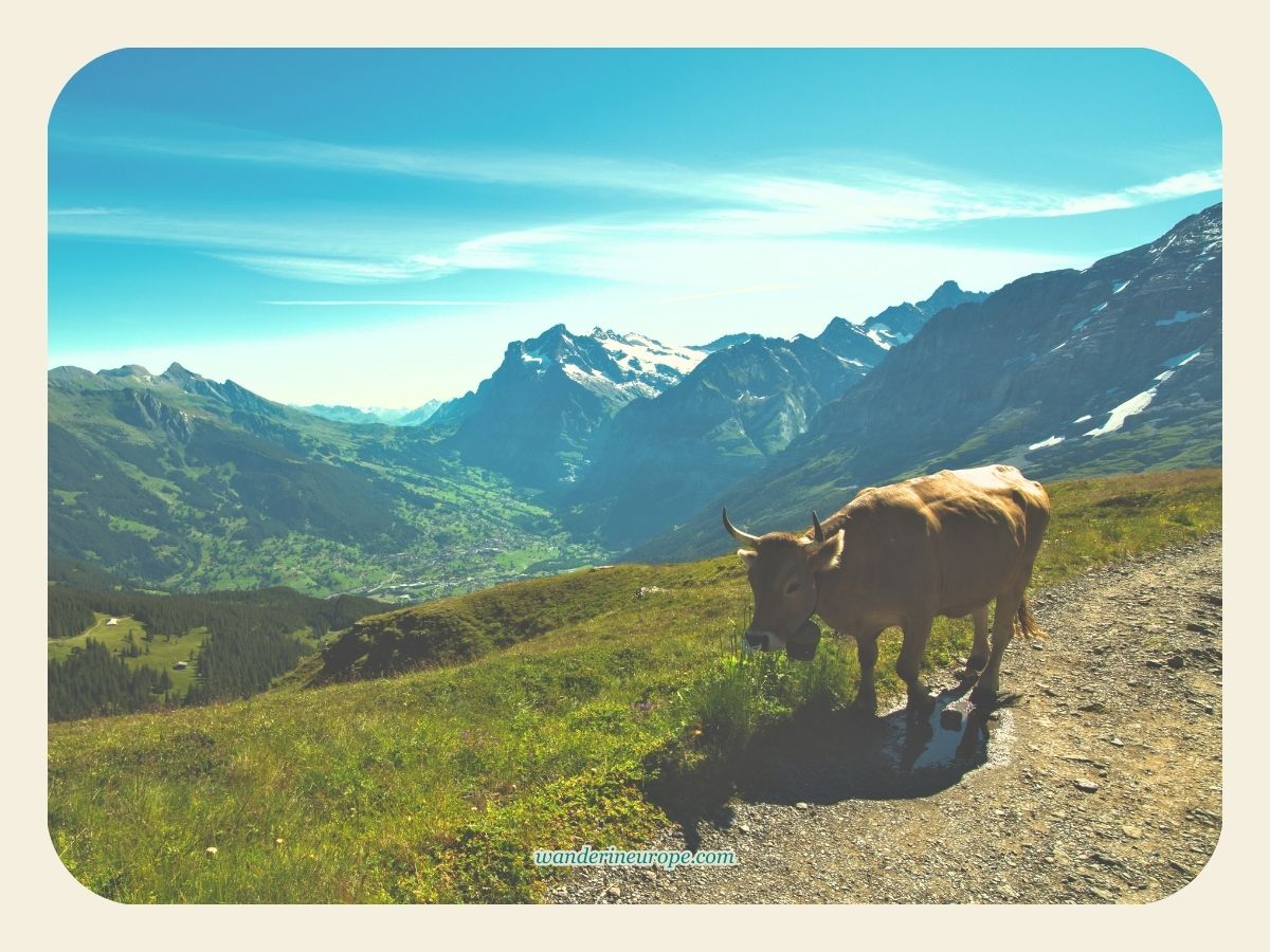 Hiking trails (Mannlichen) in the Jungfrau Region, Switzerland